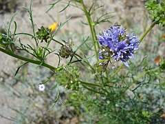 gilia capitata
